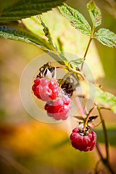 Wild Raspberries