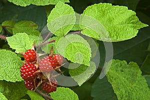 Wild Raspberries