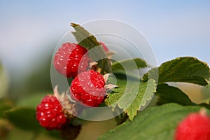 Wild Raspberries photo