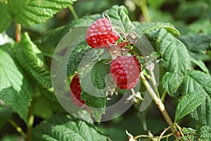 Wild raspberries photo