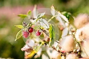 Wild raspberries in August