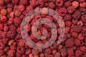 Wild raspberries background