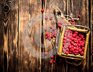 Wild raspberries in the basket.