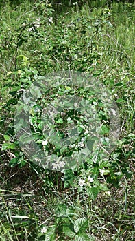 Wild raspberries bloomed, a bush in the middle of the forest