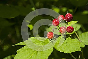Wild Raspberries