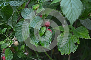 Wild raspberries on a Bush in the Northern forest