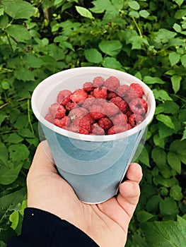 Wild raspberries in forest