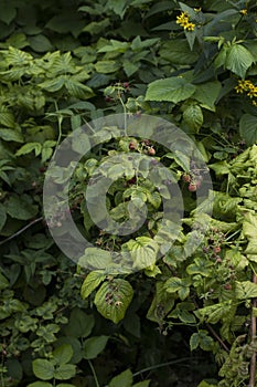 Wild raspberries in the forest. Berry green bushes in nature