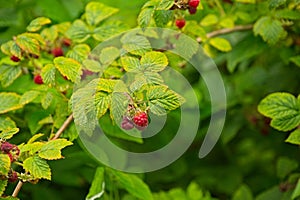wild raspberries in a forest