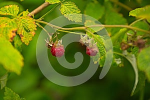 wild raspberries in a forest