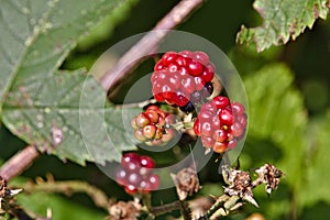 Wild raspberries with green leaves