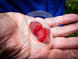 Wild raspberries in open hand