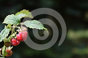 Wild raspberries in Scandinavian fir forest