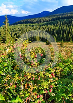 Wild raspberries and summer Carpathians.