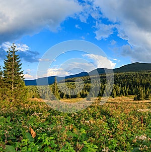 Wild raspberries and summer Carpathians.