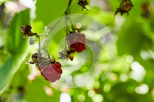 wild raspberries on a twig in the forest