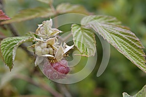 Wild raspberry