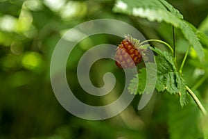 Wild Raspberry