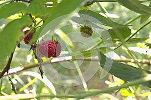 Wild raspberry berries, still green and ripe on one stem