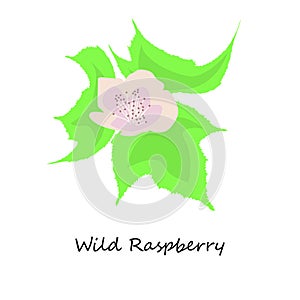 Wild Raspberry flower