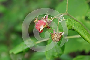 Wild raspberry that has been partically picked photo