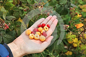 Wild raspberry in Norway photo