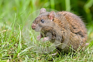 Wild Rat