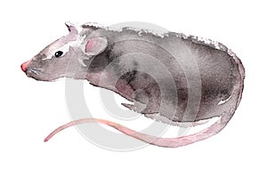 Wild rat. Mouse Chinese new year. Watercolor illustration.