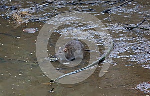 Wild rat stands in the water near the muddy riverbank