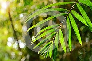 Wild Rattans Leaves. photo