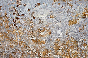 Wild raw marble stone with holes texture. multi-colored