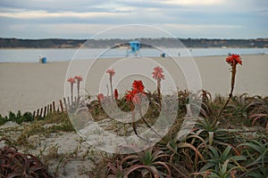 Wild Red Aloe Vera Cactus Blossom with a background of an early morning beach