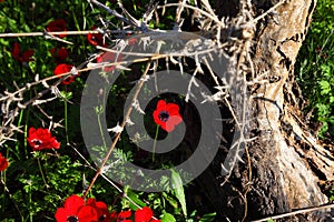 Wild red Anemone flower blooms against old tree. Life and nature