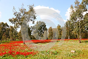 Wild red anemone flowers are blooming among a green grass and eucalyptus trees on the meadow. Magnificent spring landscape