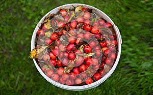 Wild red apples on the grass