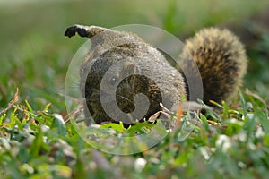 Red-bellied tree squirrel