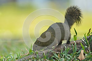 Red-bellied tree squirrel