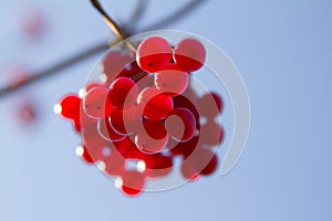 Wild red berries on a branch close up