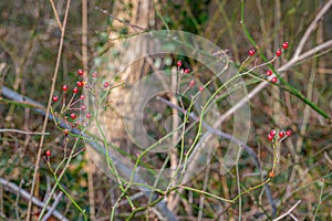 Wild red berry of city park bushes