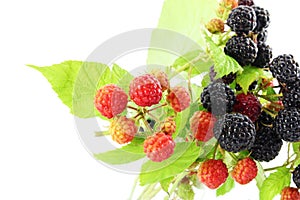 Wild red and black raspberry closeup in white background