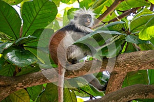 Wild Red Colobus monkey sitting on the branch and eating Leaves in tropical forest on Zanzibar