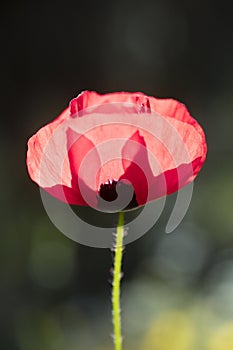 Wild red common papaver rhoeas macro papaveraceae fifty megapixels