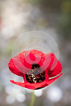 Wild red common papaver rhoeas macro papaveraceae fifty megapixels