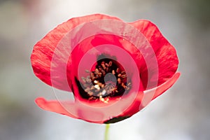 Wild red common papaver rhoeas macro papaveraceae fifty megapixels