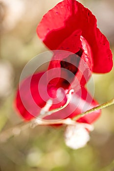 Wild red common papaver rhoeas macro papaveraceae fifty megapixels