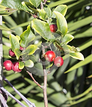 Wild red Crabapple fruit in winter.