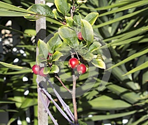 Wild red Crabapple fruit in winter.