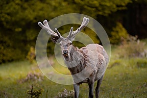 Wild red deer (cervus elaphus) with growing antler during rut