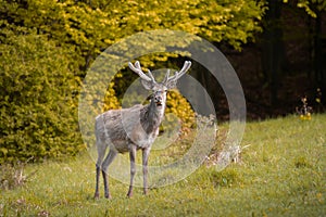 Wild red deer (cervus elaphus) with growing antler during rut