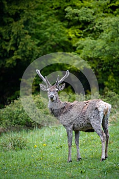 Wild red deer (cervus elaphus) with growing antler during rut